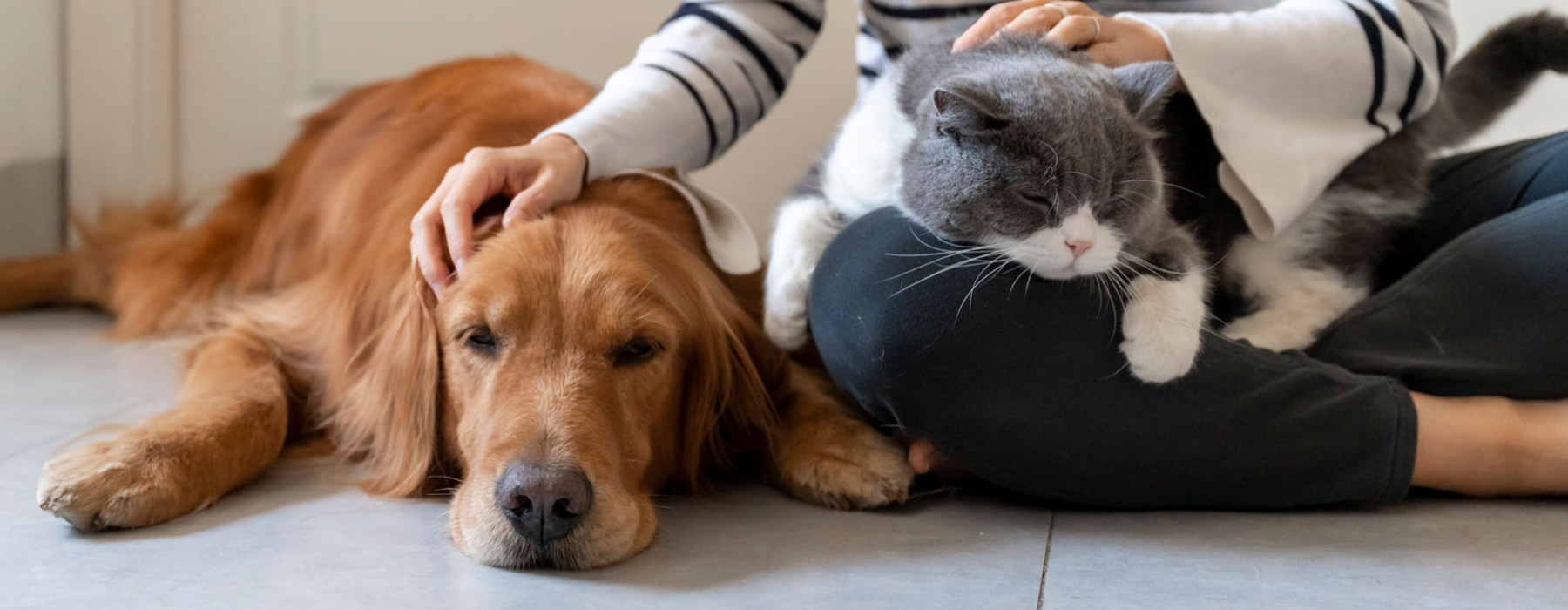 person with dog and cat
